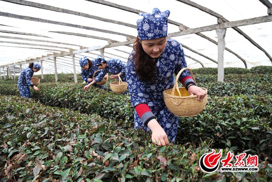 临沂临港经济开发区 厉家寨 茶园